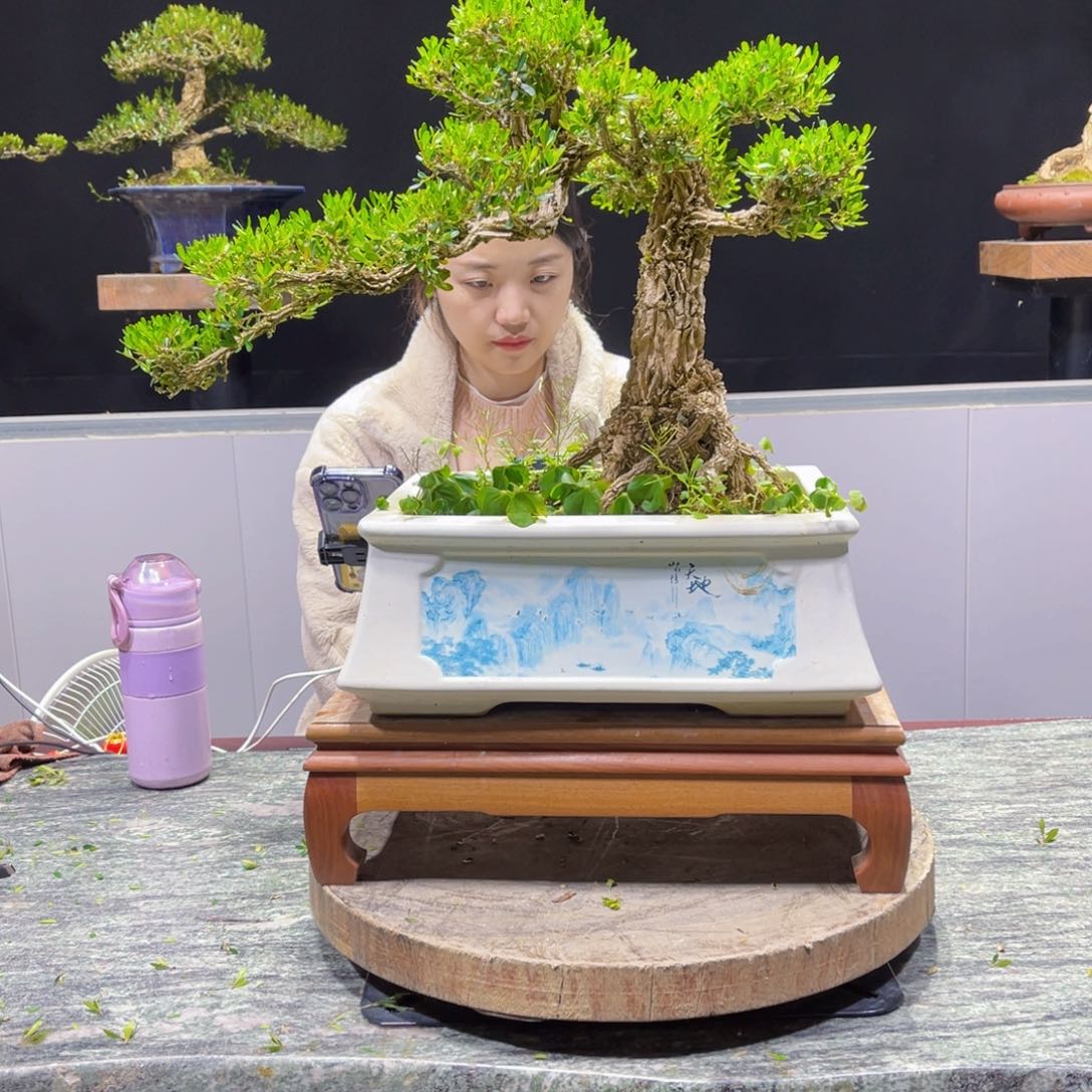 四季常青老桩黄杨盆景