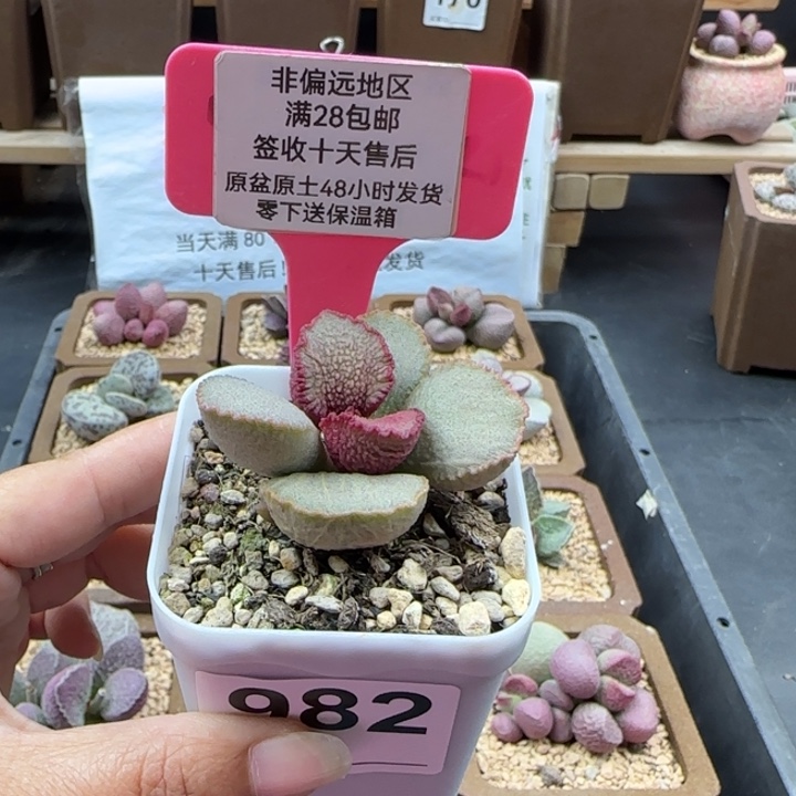 982彩虹翼多肉植物
