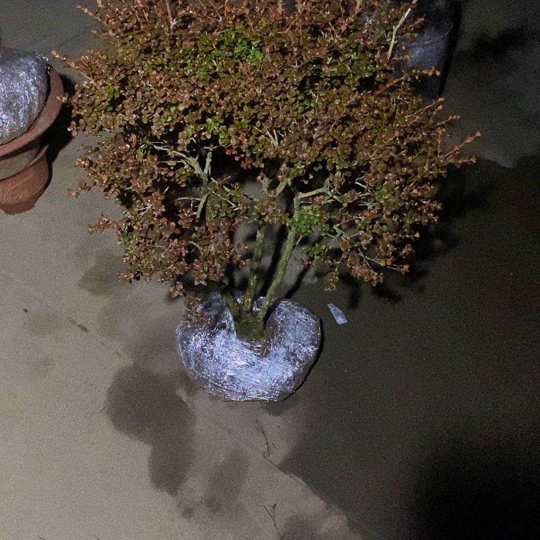 平***翔安徽天柱山珍珠黄杨