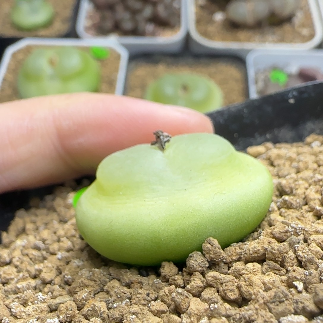 宇宙飞船体拉登2.8多肉植物835