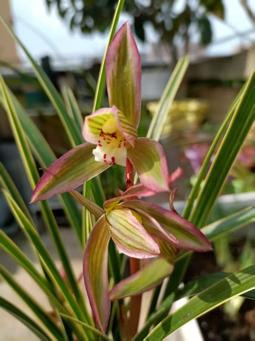 贵州晟世兰缘———自养殖兰花