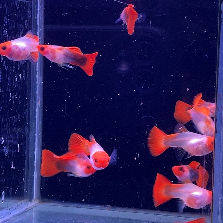 孔雀鱼红头玻璃猫10条