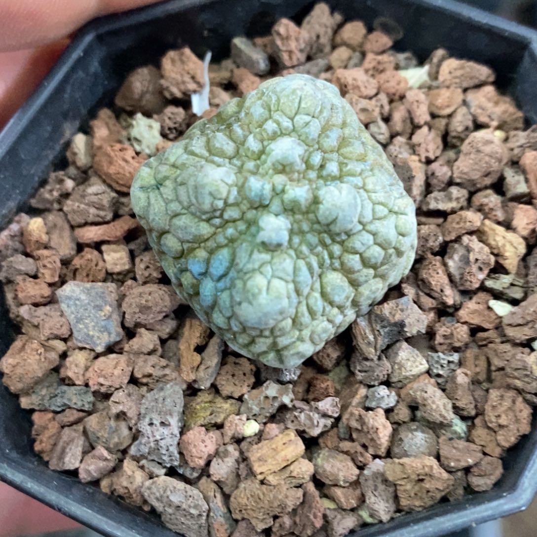 孤品实生四方凝蹄玉3cm仙人球