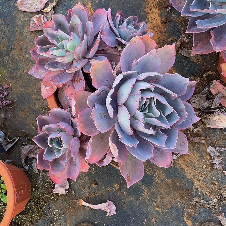 晚霞多头砍过老桩29.8