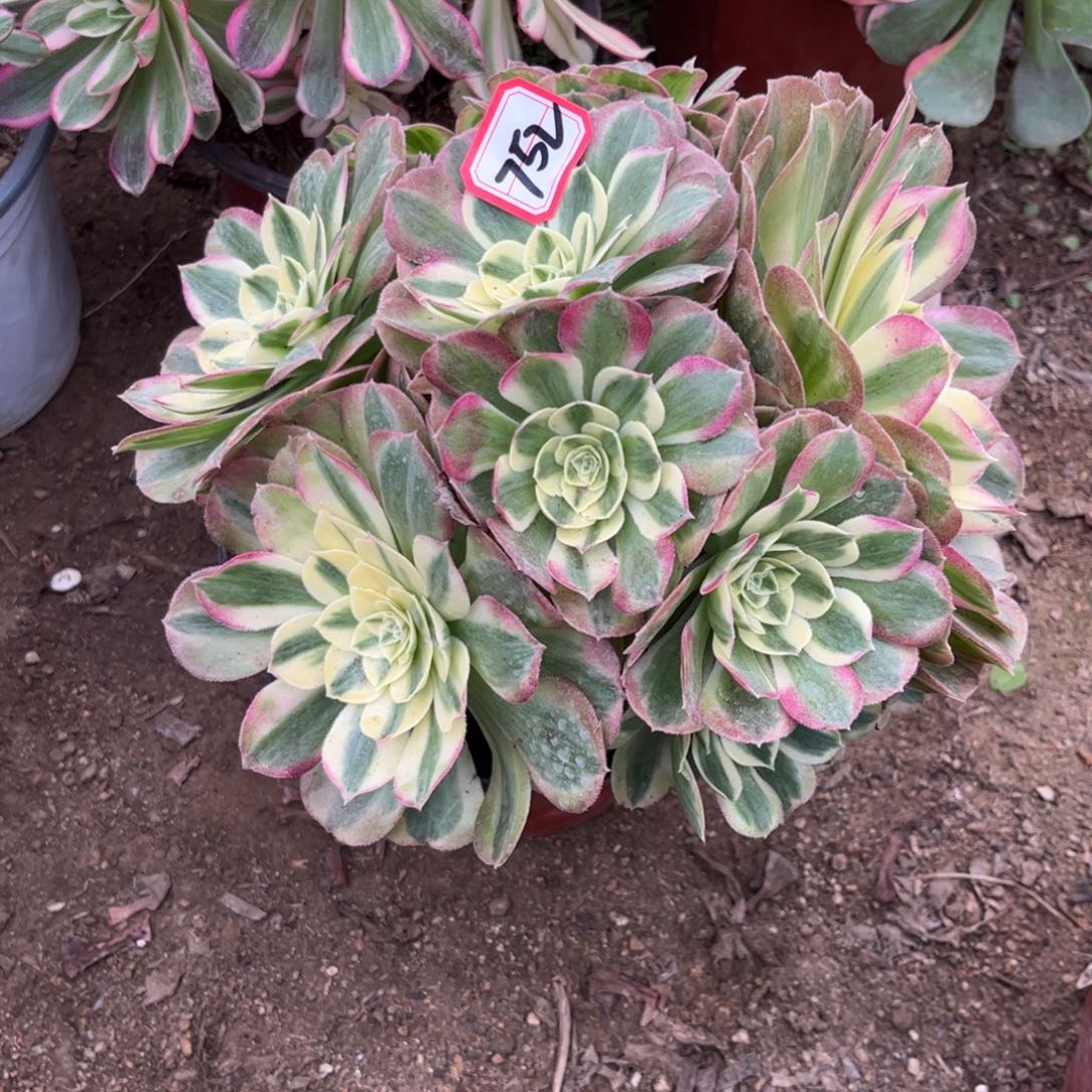 752多肉植物镜花水月