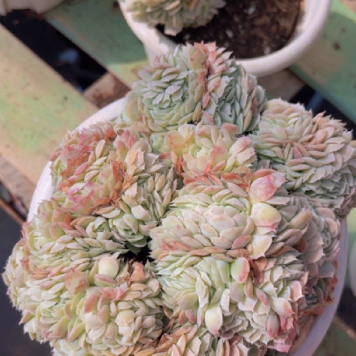 【闪购商品】香妃缀0599