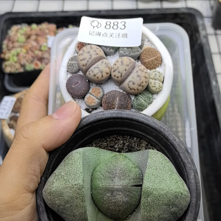 883买一送一带盆发货。