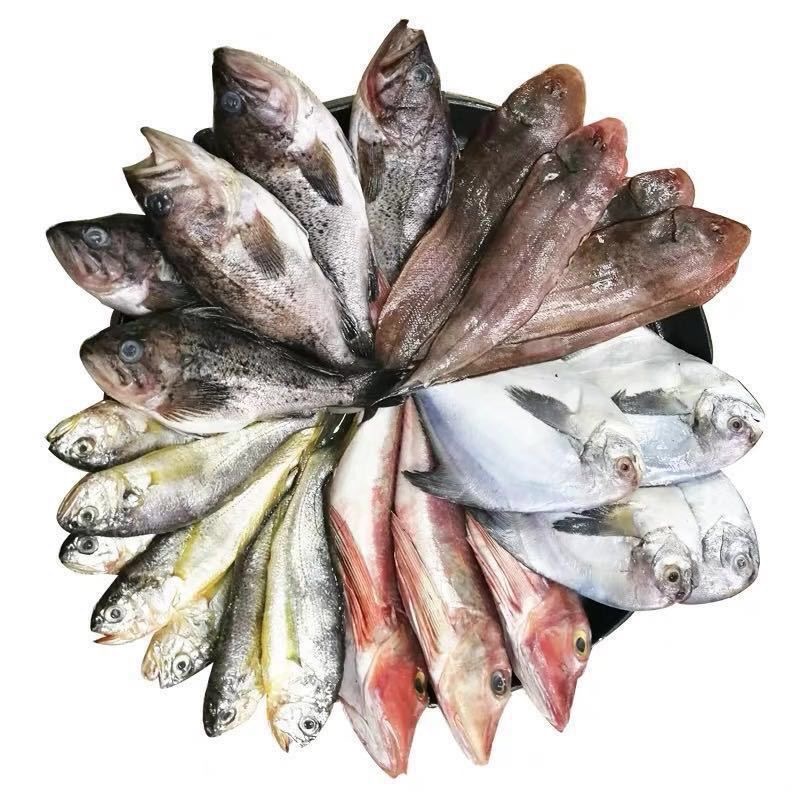 【东海海捕】石浦码头刚上岸海鲜现称杂鱼直播间为准石浦海鲜