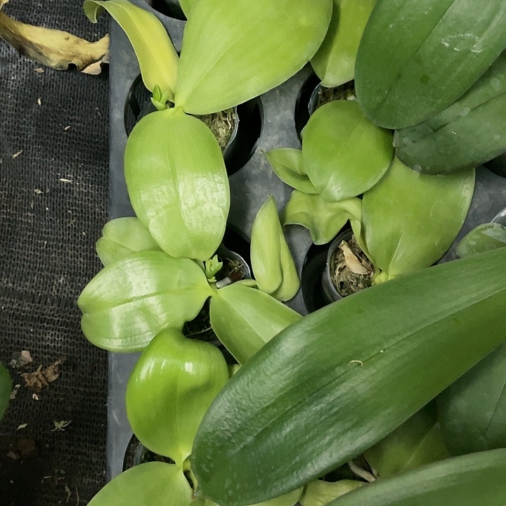 当前无花栽培后可以开花黑鹰1.7