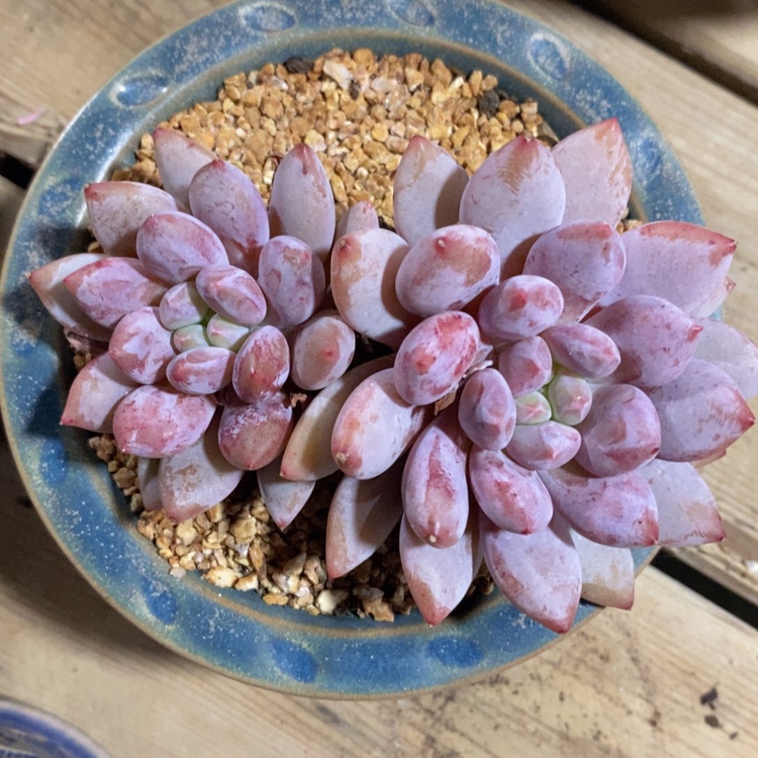 一物一拍精品多肉_粉羽