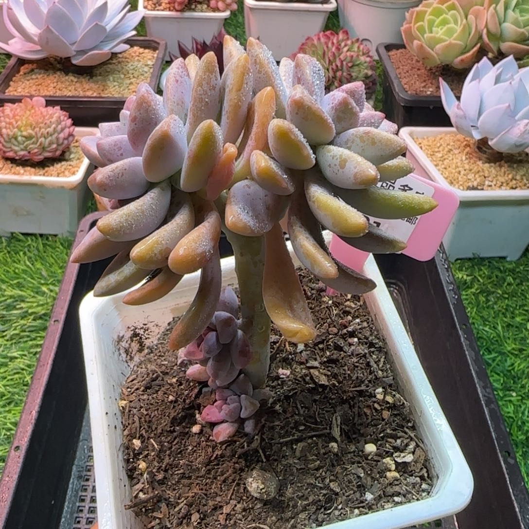 锦安精品多肉编号221