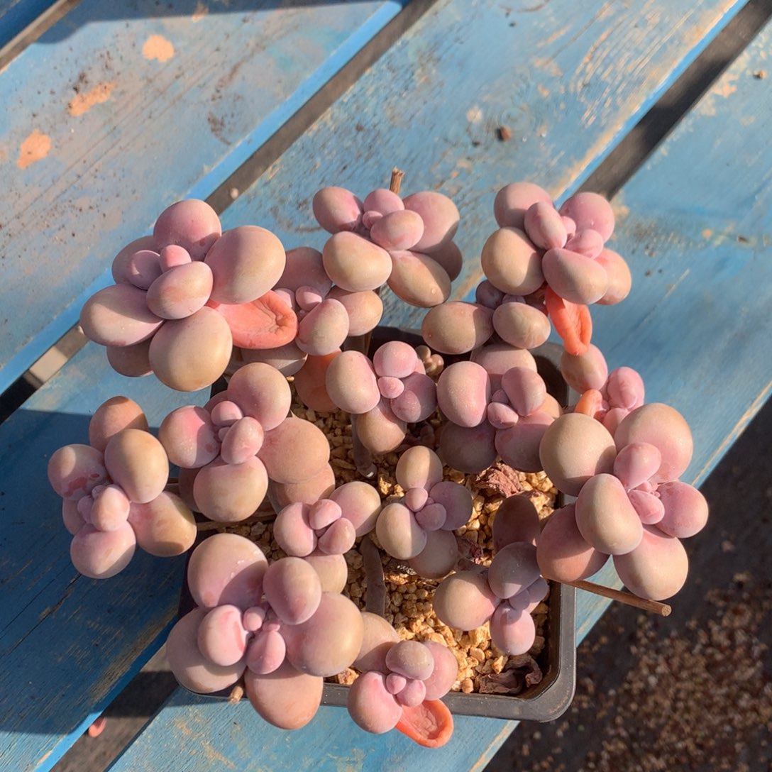 腰子蛋老桩无砍平头一物一拍