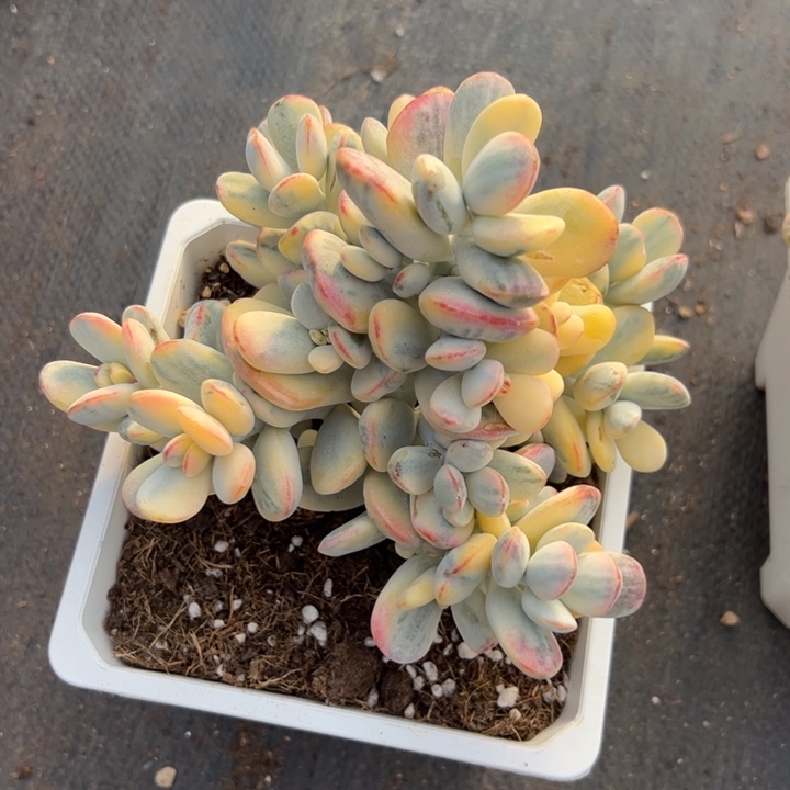 无花朵2025年末福利下播