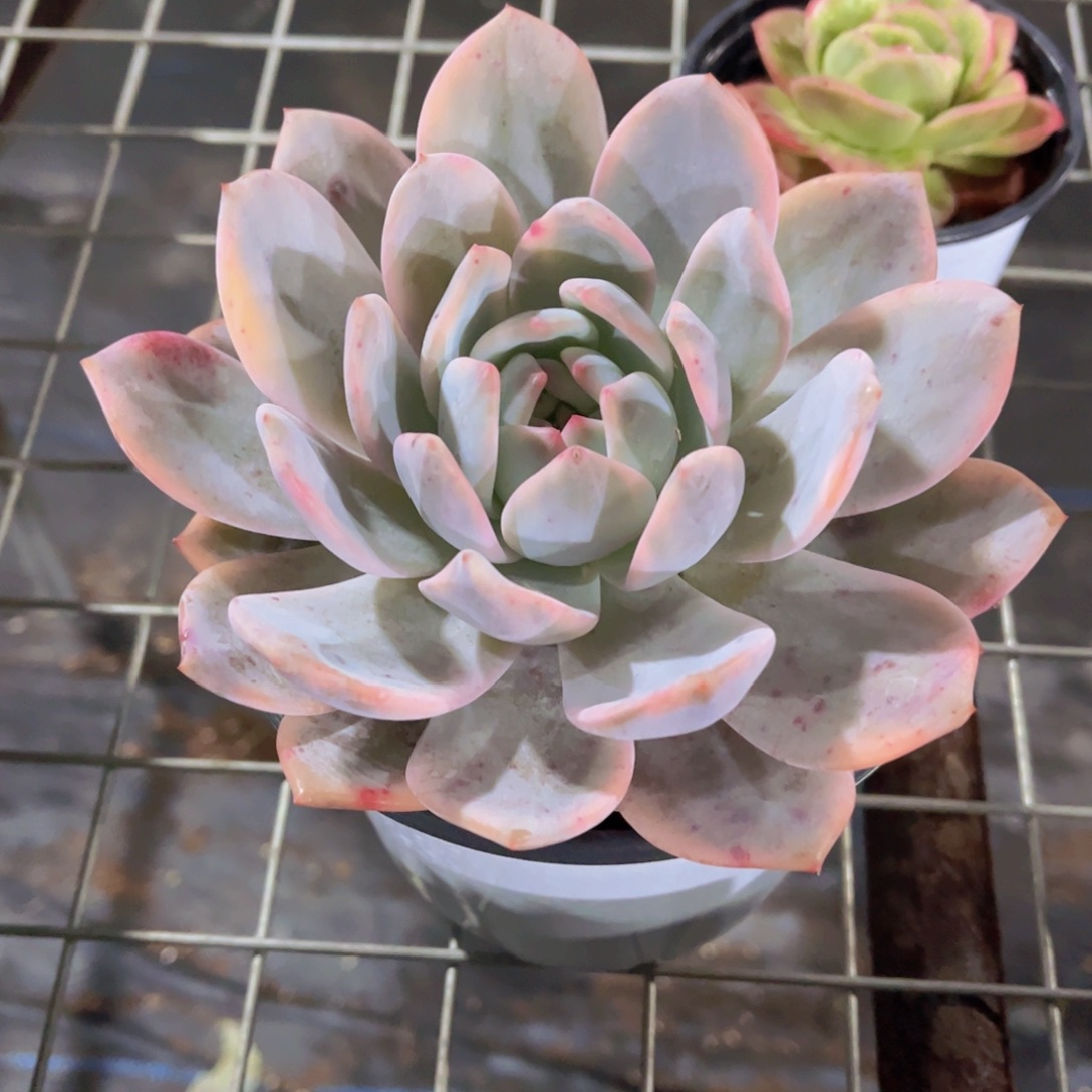 梦露锦多肉植物多肉