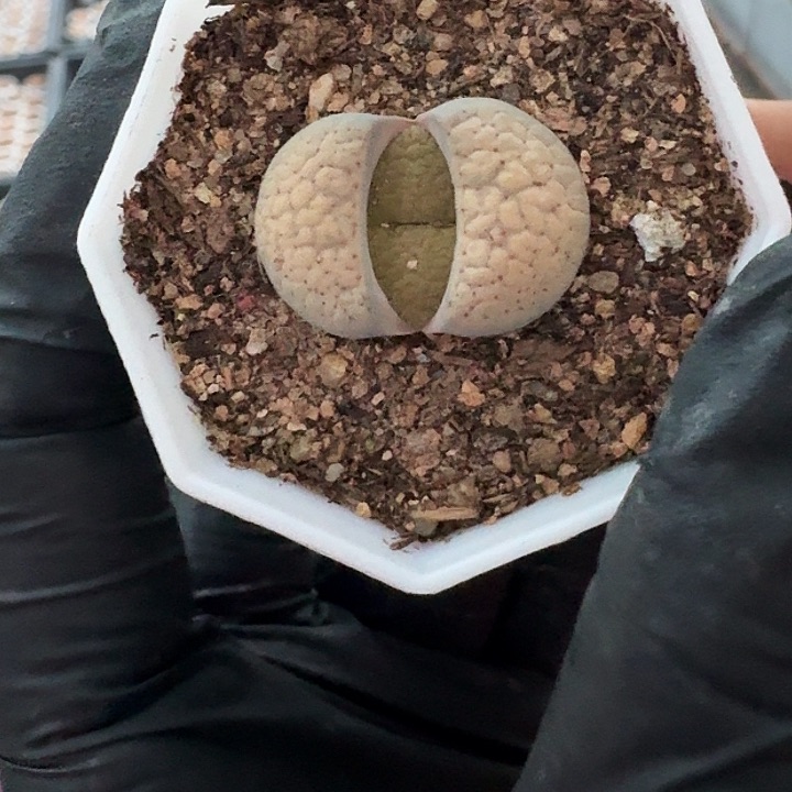 生石花1111。    559