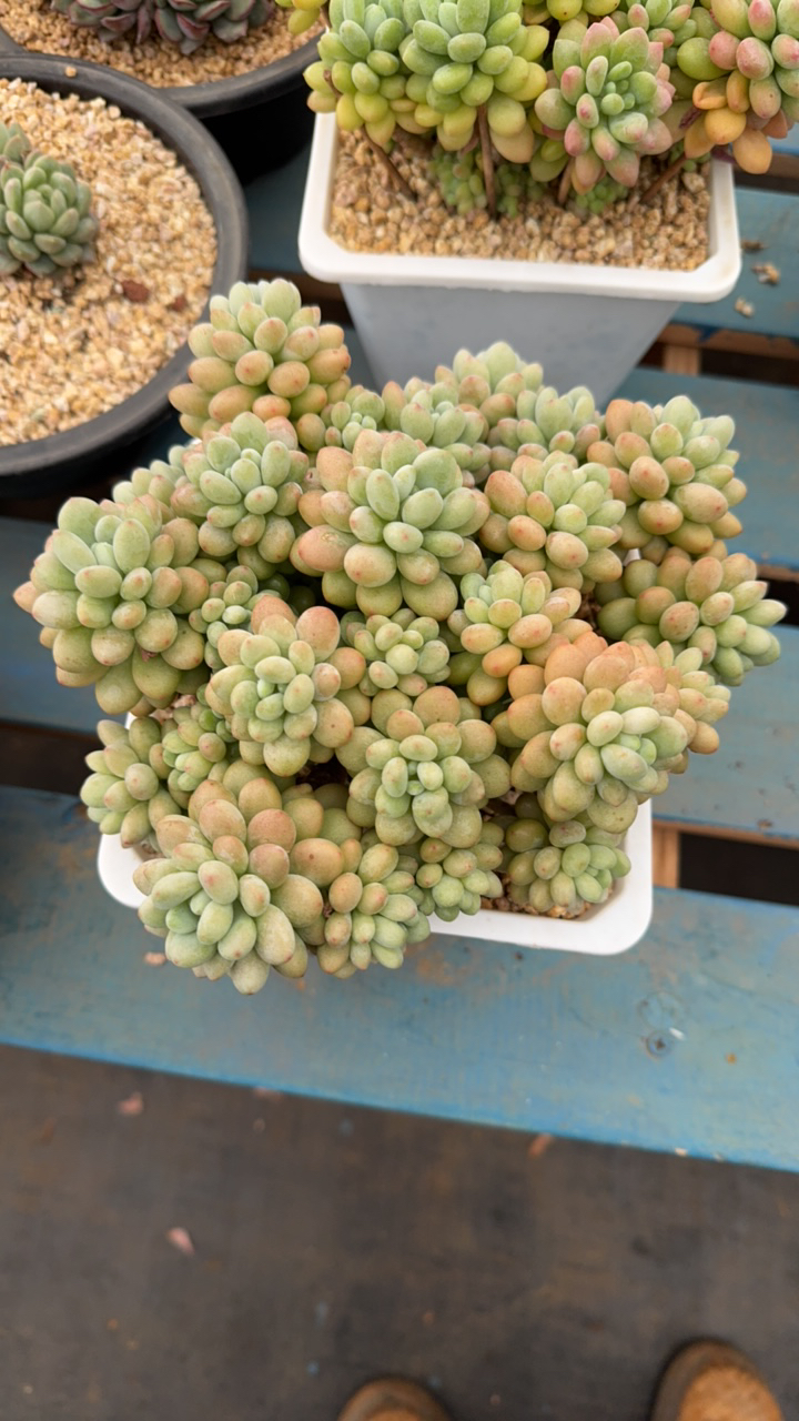 鱼子酱多肉老桩自然群