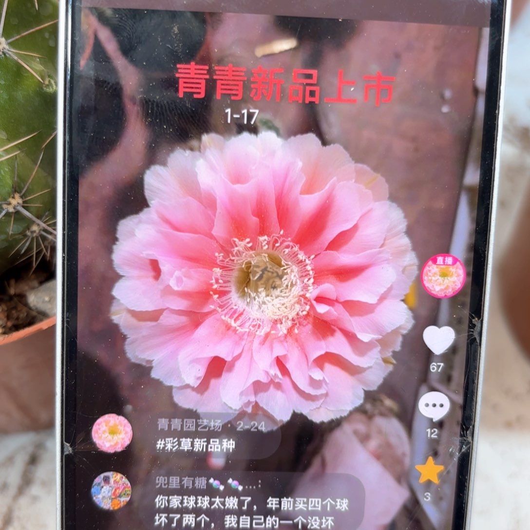 彩草1-17号6.5公分左右