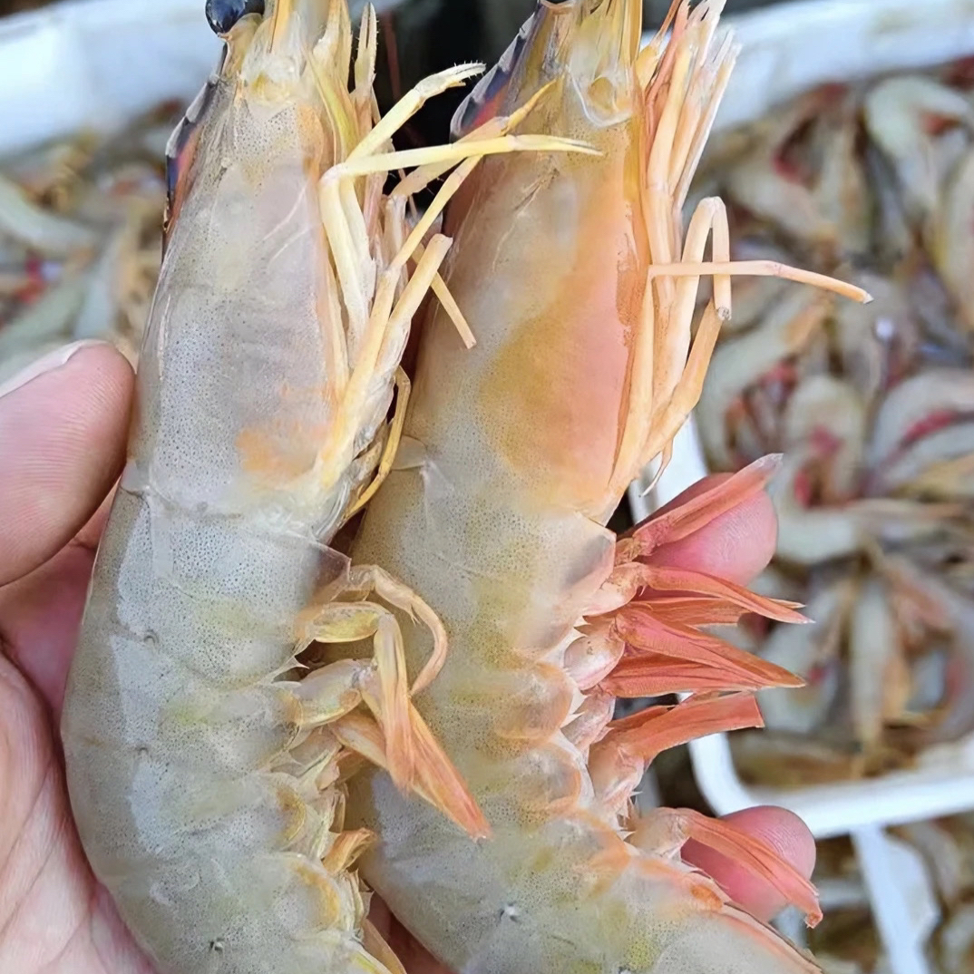 顺丰冷链广东汕尾野生大白刺虾（白虾）