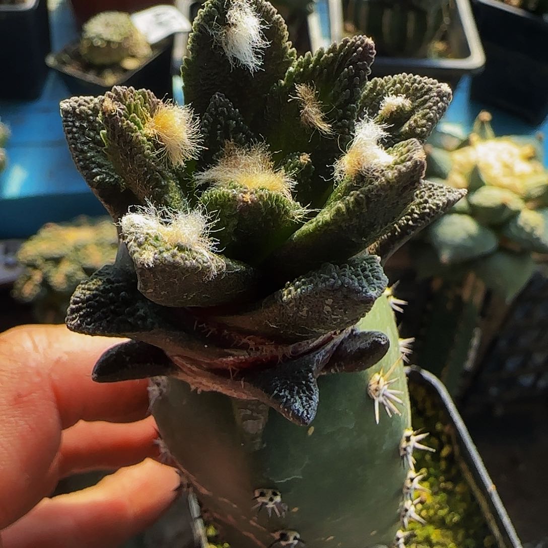 博士440仙人球开花