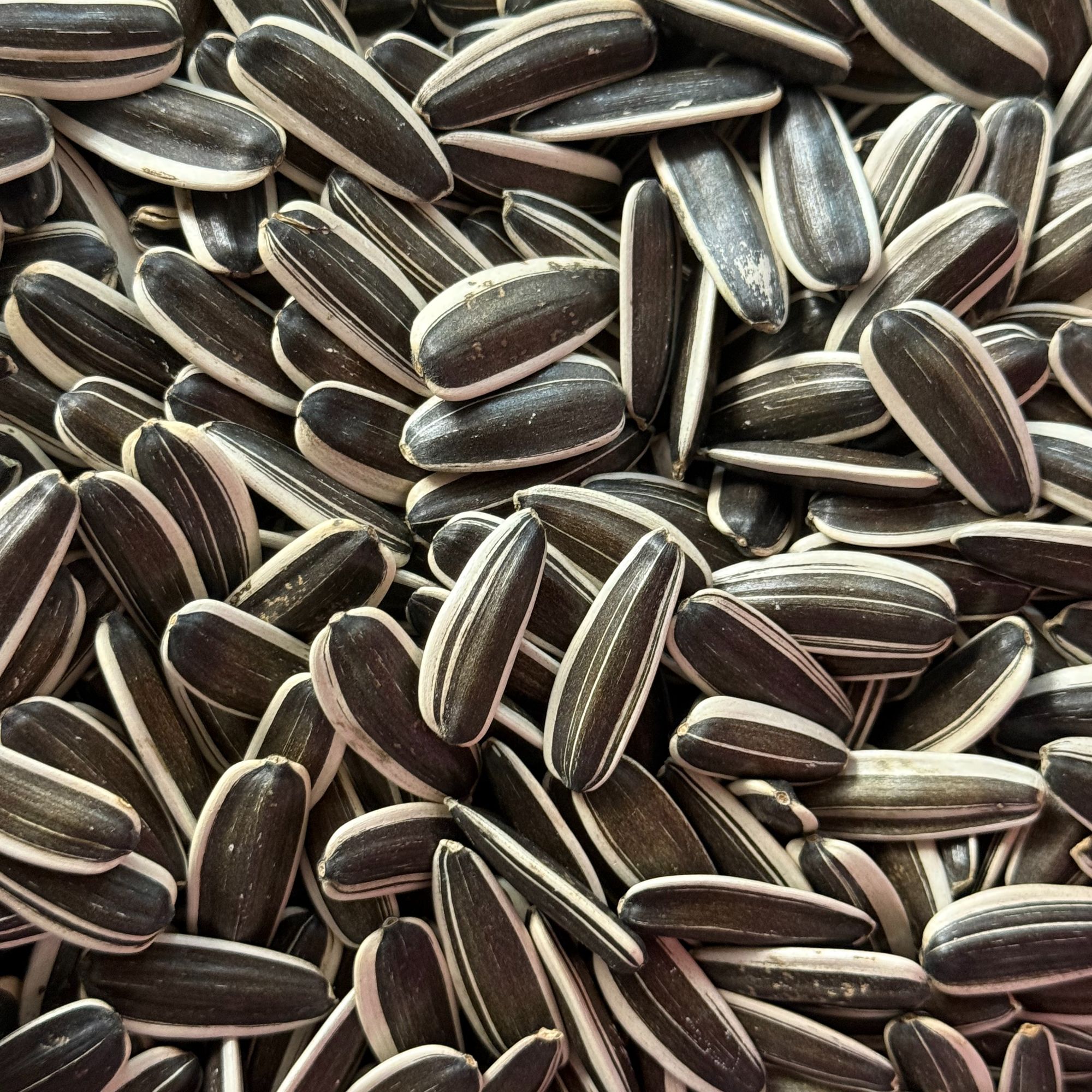 内蒙古产地精品原味葵花籽2025年新货生熟瓜子皮薄休闲充饥零食