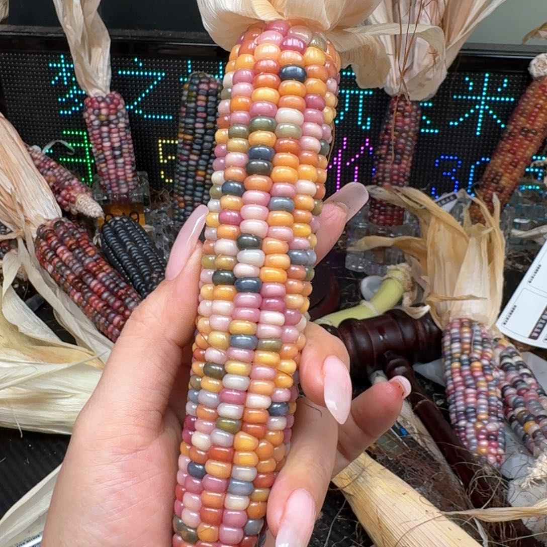 柏香籽/百香籽吊坠ʚ**ɞ