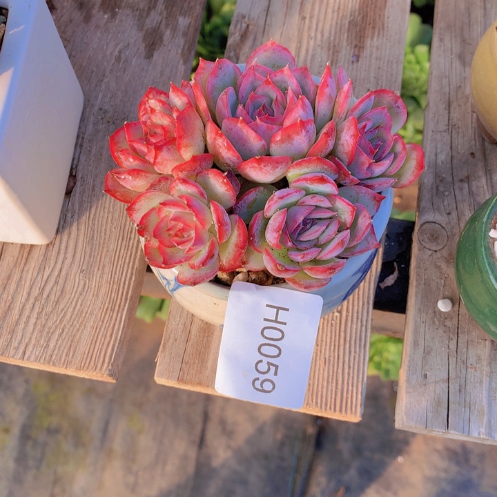 雨***虹闪购多肉1棵h0059带白方发