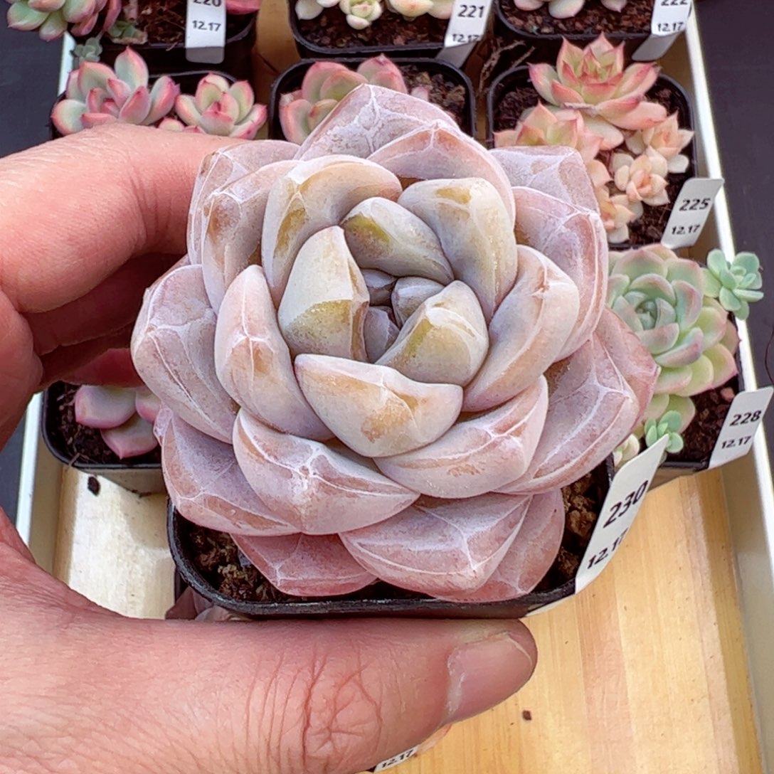 好好看230、哈哈哈哈