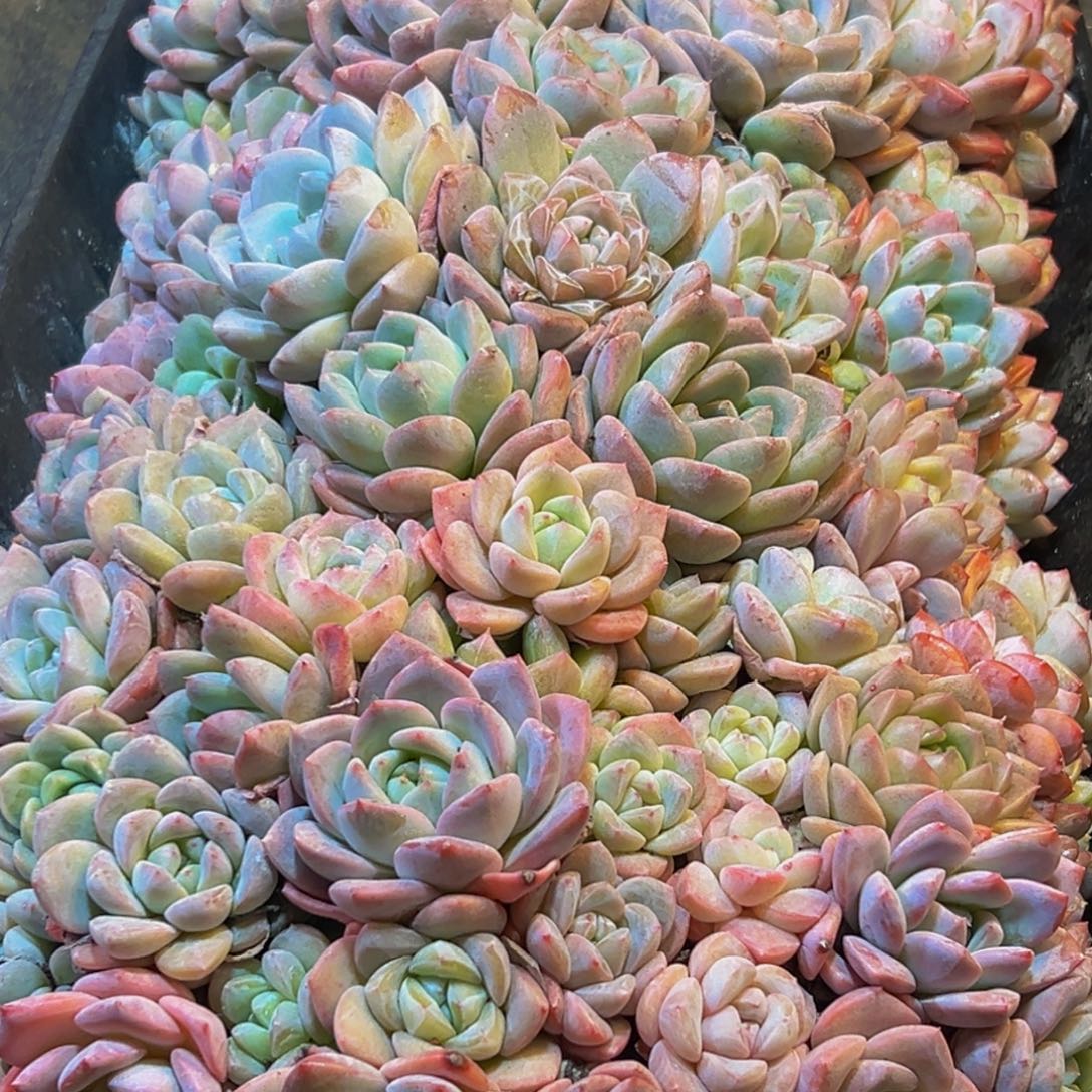 051多肉葡萄的味道是真的