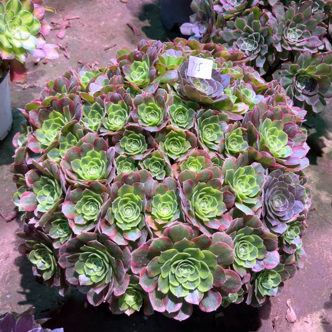 多肉植物奶白715