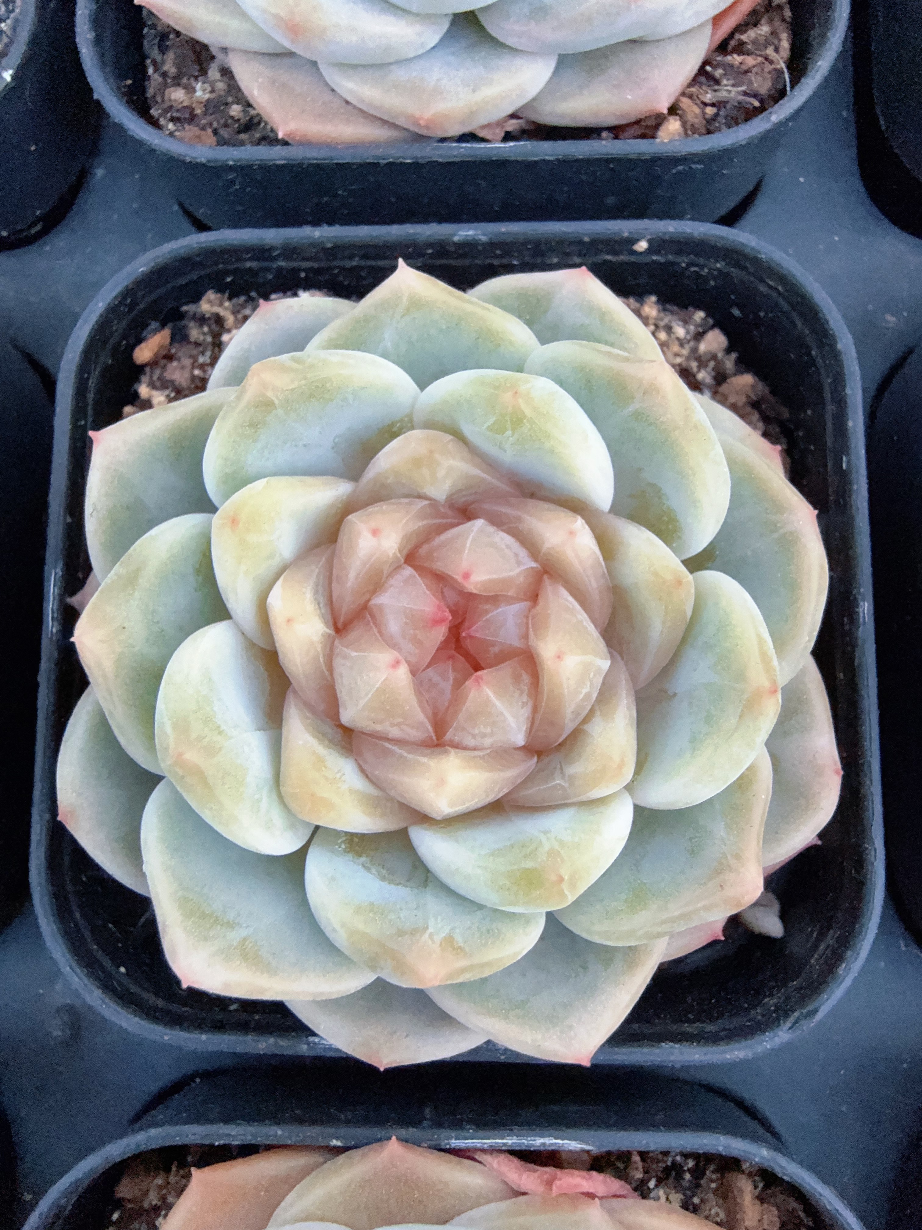  70#摩天轮珍妮单头（4-7cm）脱土