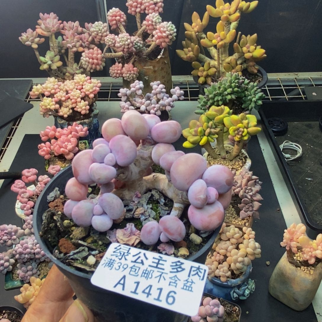 416腰子桃蛋多肉有撑头