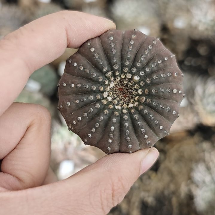 一物一拍，80号大型士童！