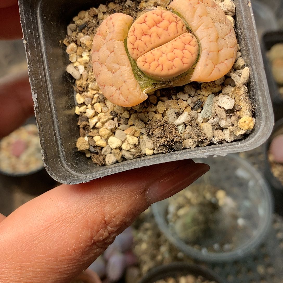 K609多肉植物保护研究所