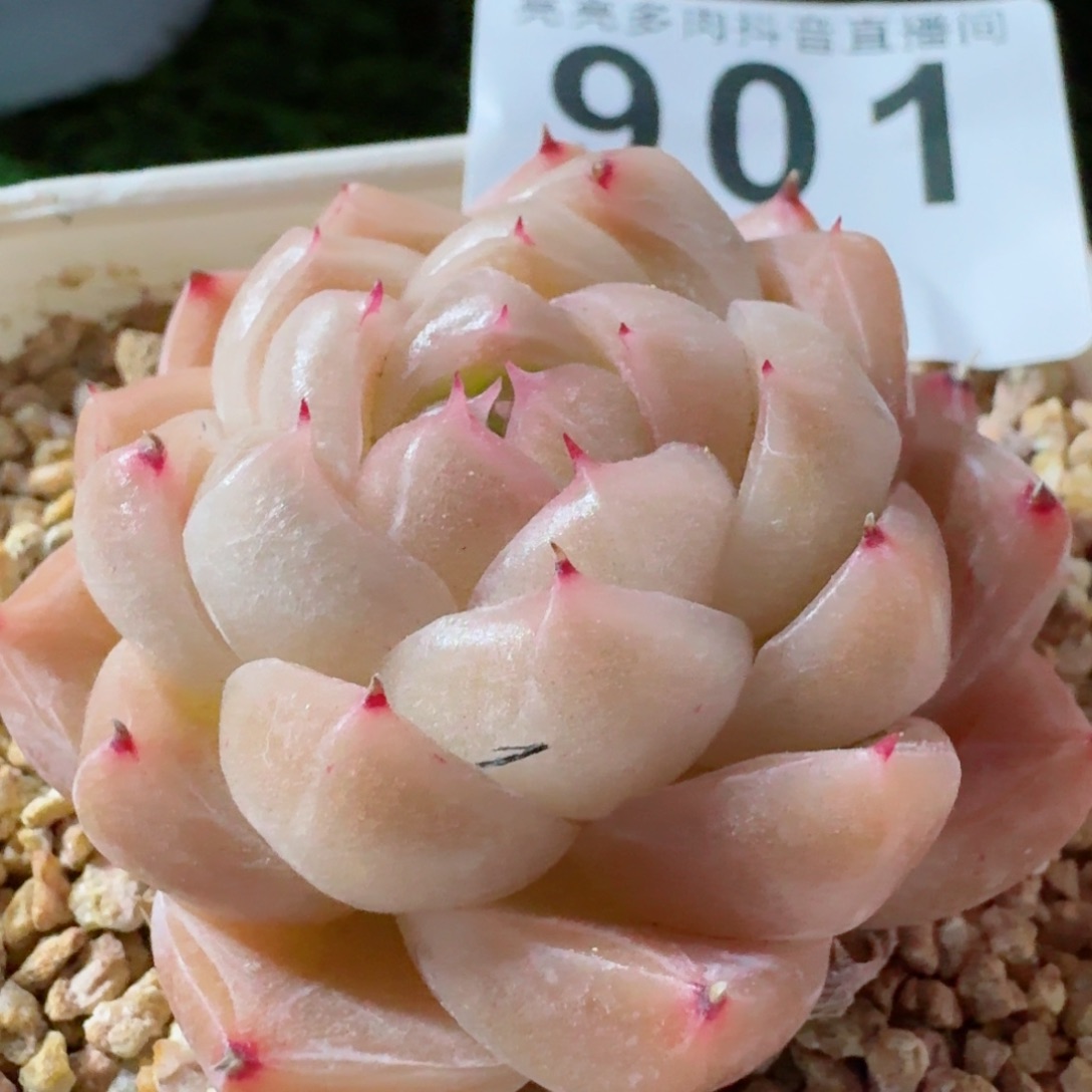 麦秆包子         精品多肉