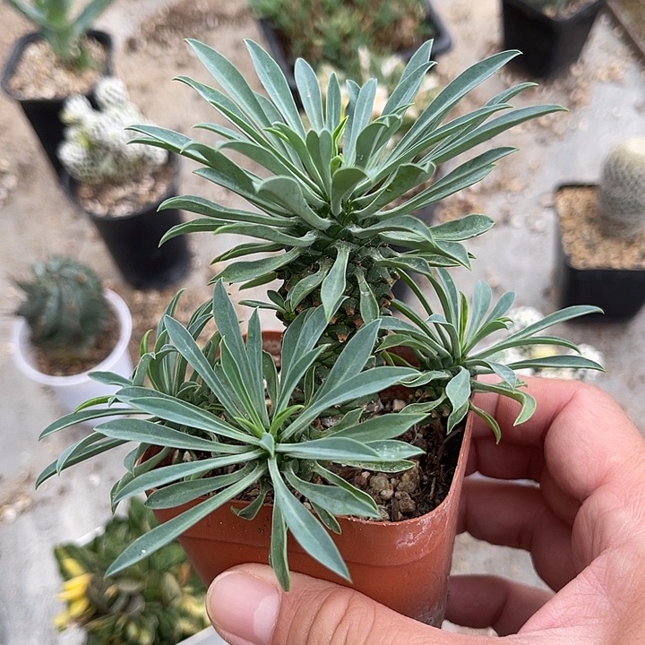 无花朵铁甲麒麟一物一拍