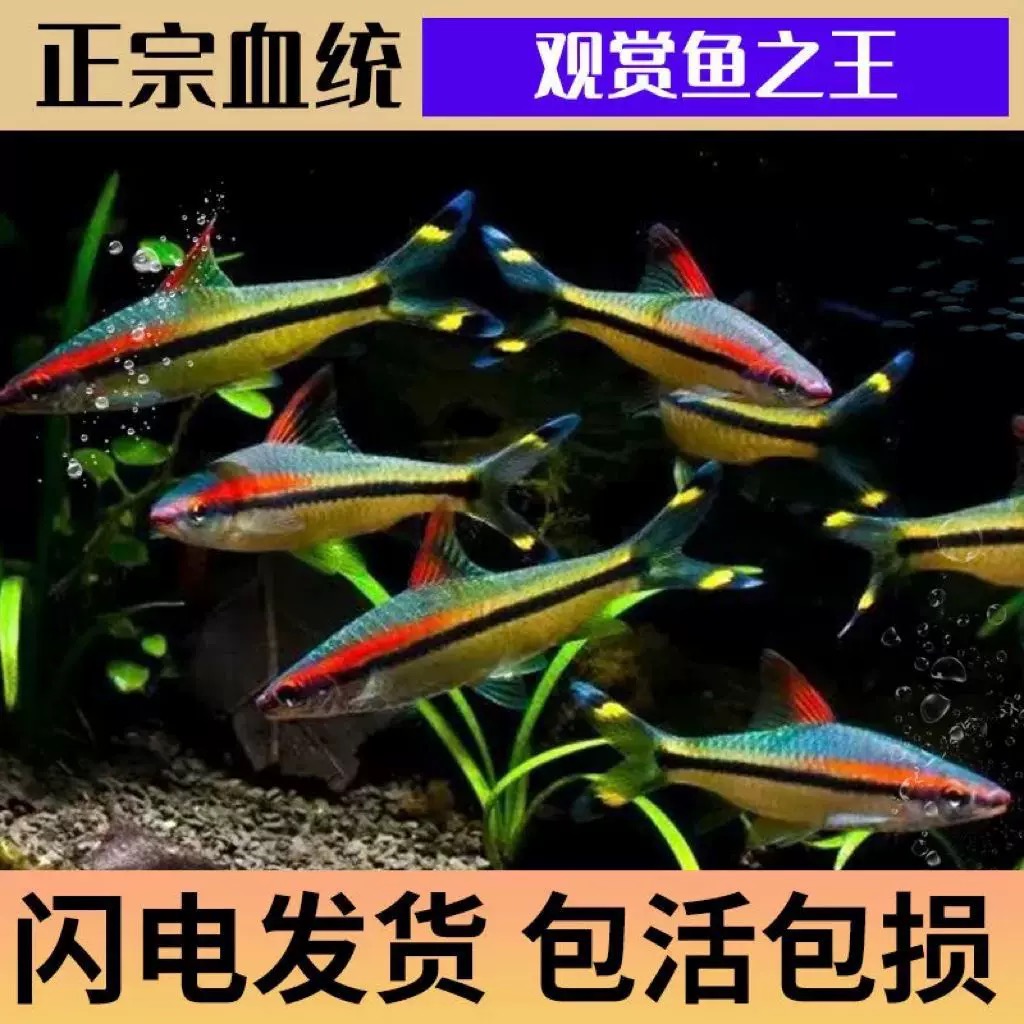 直播特惠一眉道人热带活体观赏鱼苗适合群游草缸淡水养殖中小型鱼