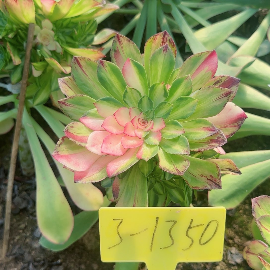 3-1350---知佛多头多肉植物