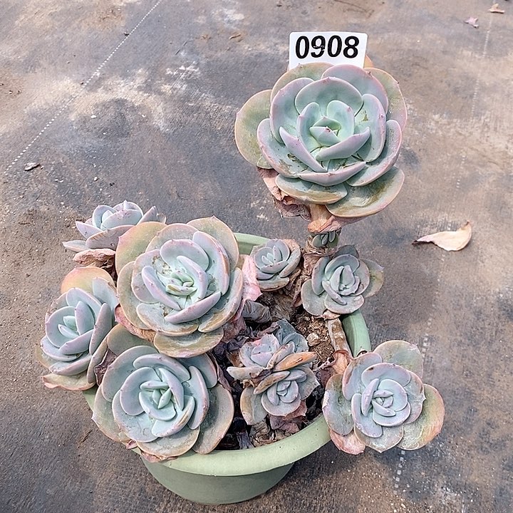 0908。。。。。。。。。。。。。。