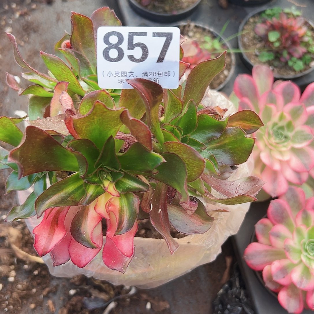 多肉植物多肉植物857