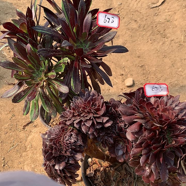 水墨荷兰组合628