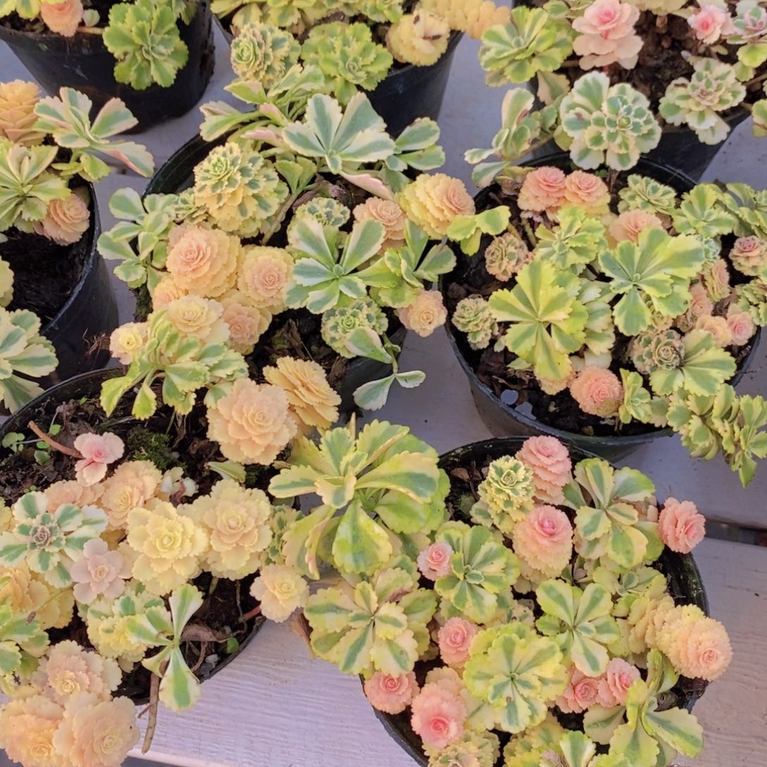 1203-02-W精品母本亚特兰蒂斯锦群一个