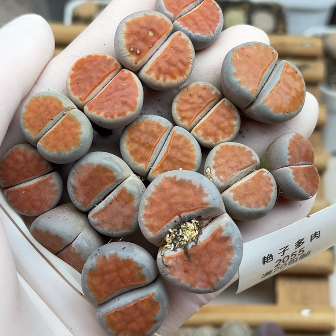 2055号一首红窗发货