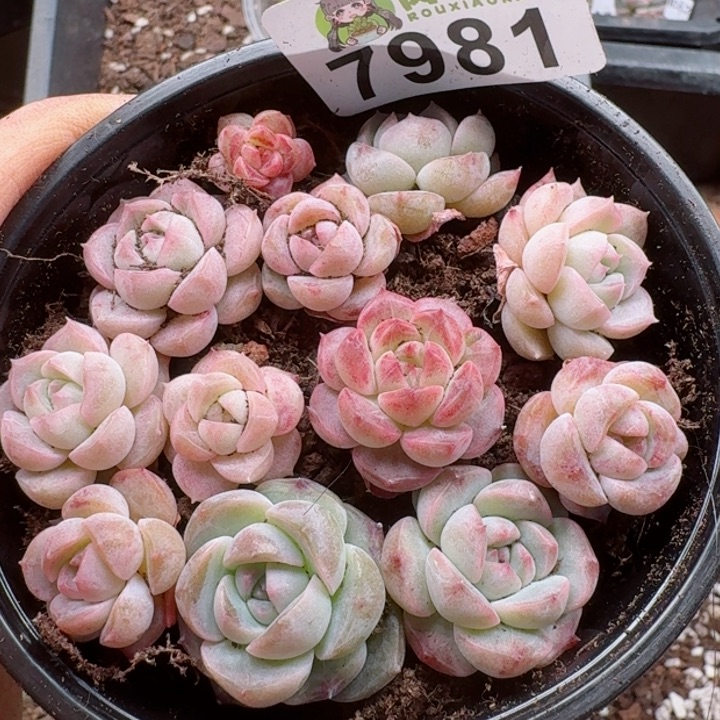 多肉植物多肉植物