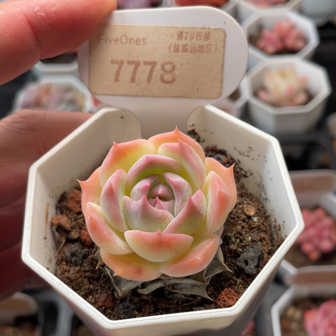 皮卡丘7778-4厘米