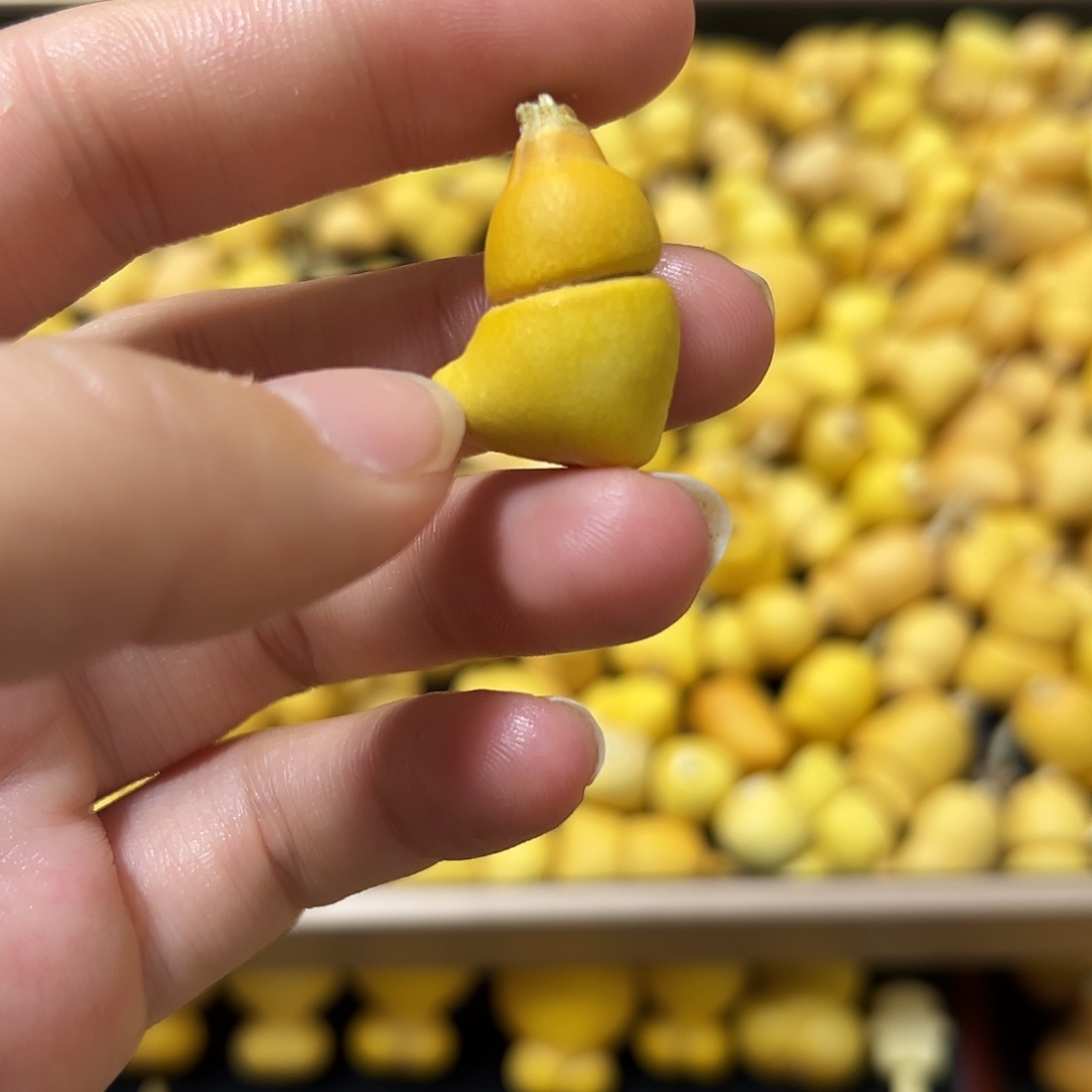 L***l葫芦打孔不退不换