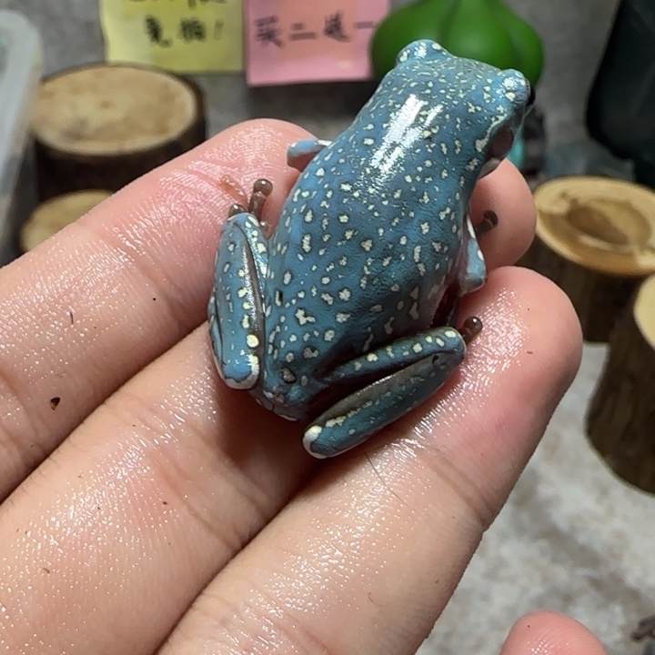 老爷树蛙3 魔鬼蓝暴雪