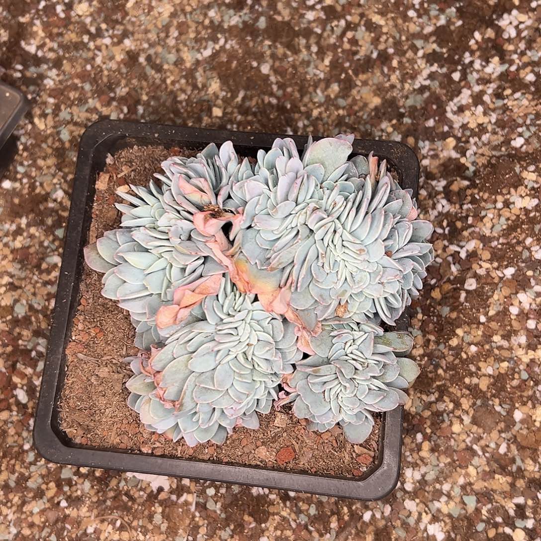 多肉植物实物直播实物216