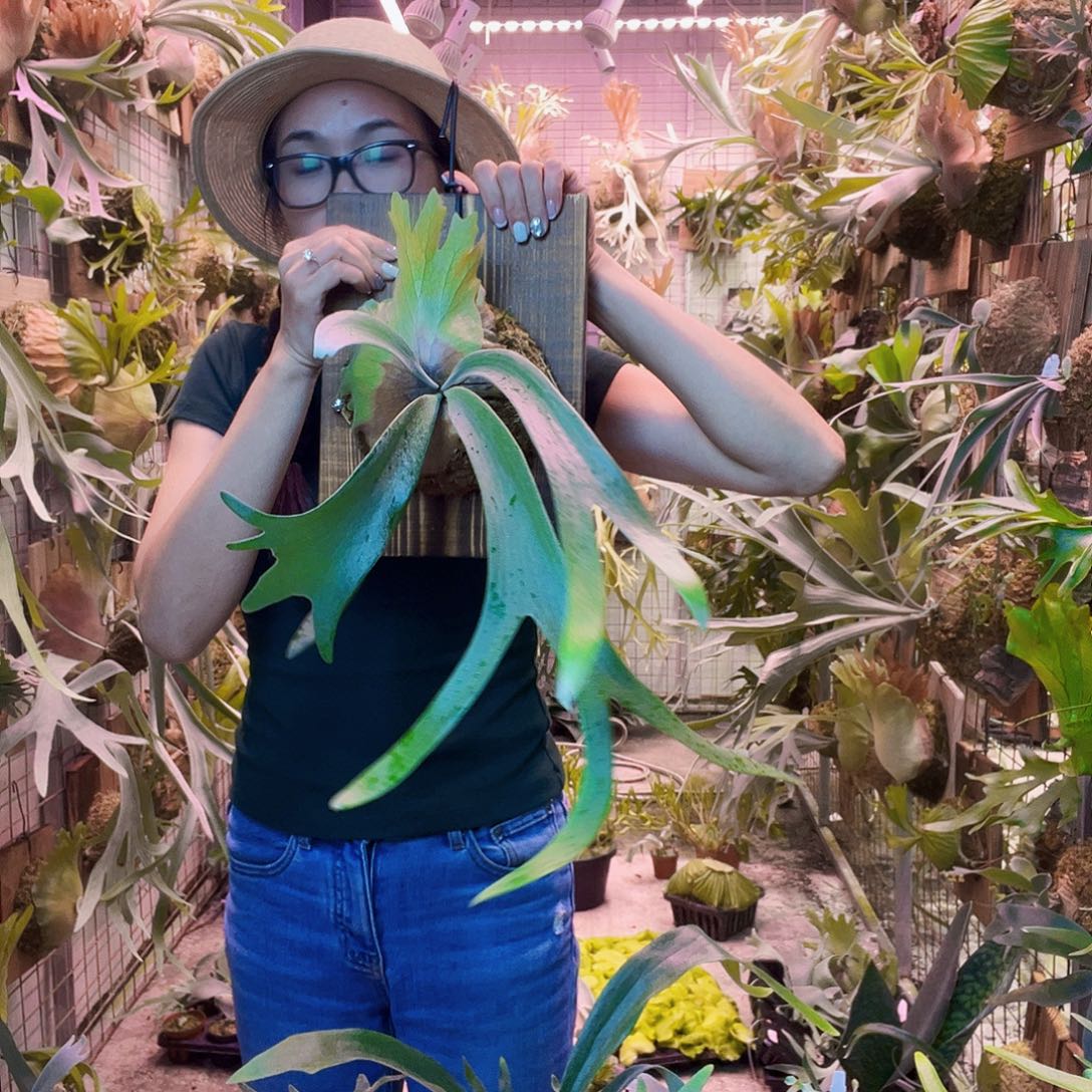 无花朵野银321孢子苗