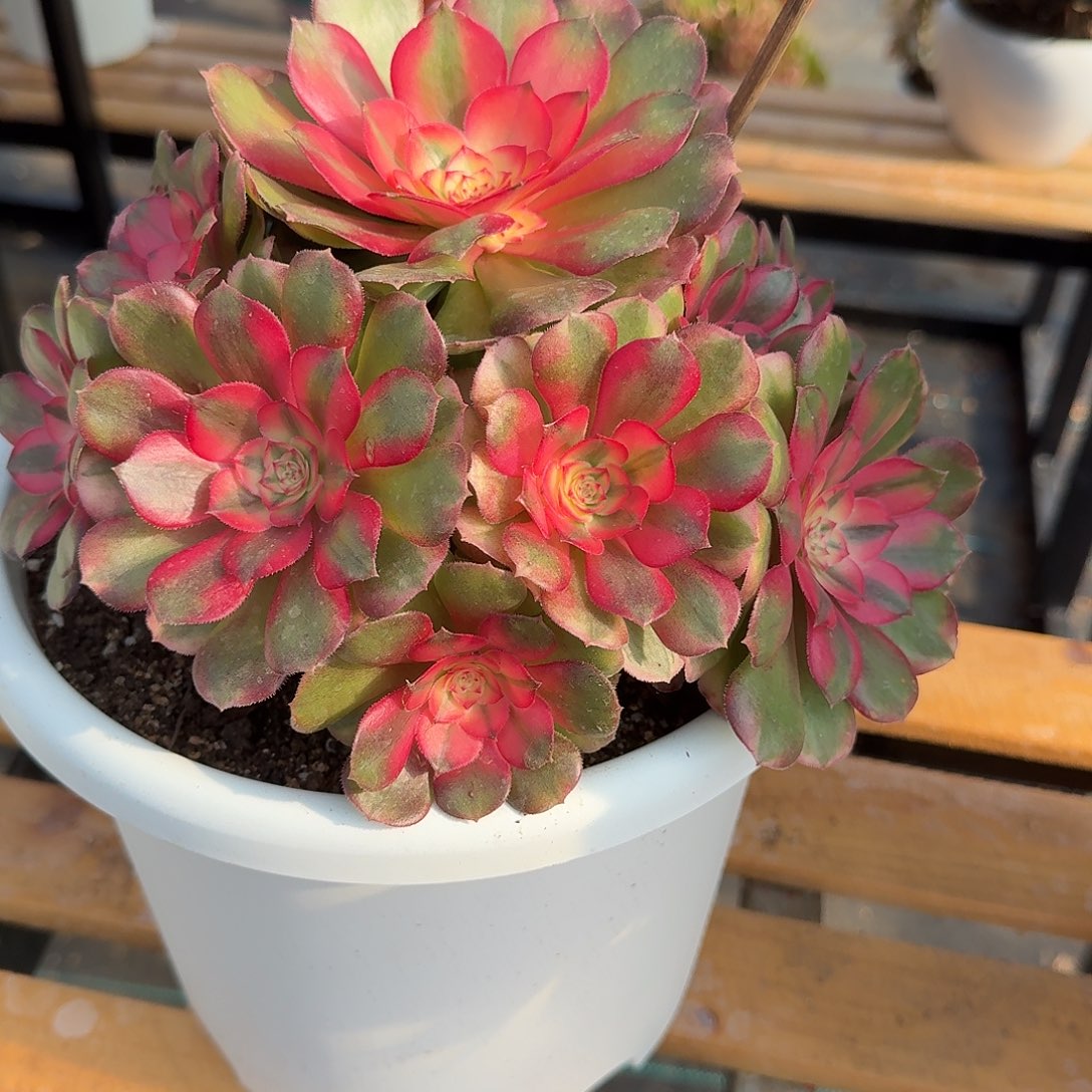 永***独荔枝法师多肉美美美0000000