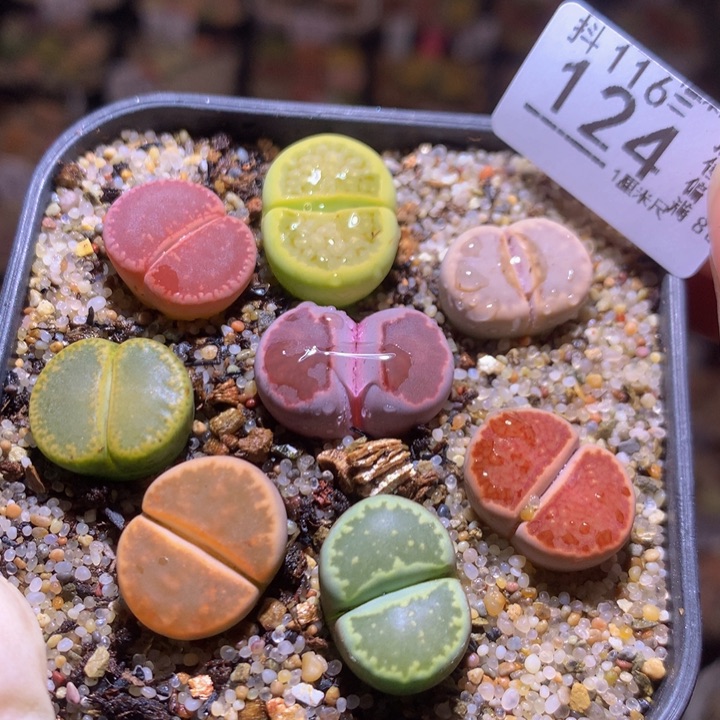 精品生石花116.124